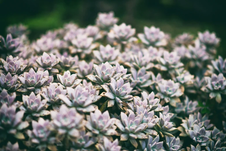 close up of small purple flower heads with green leaves