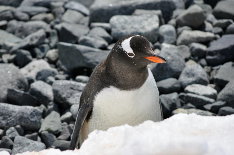 a close up of a penguin sitting in the snow