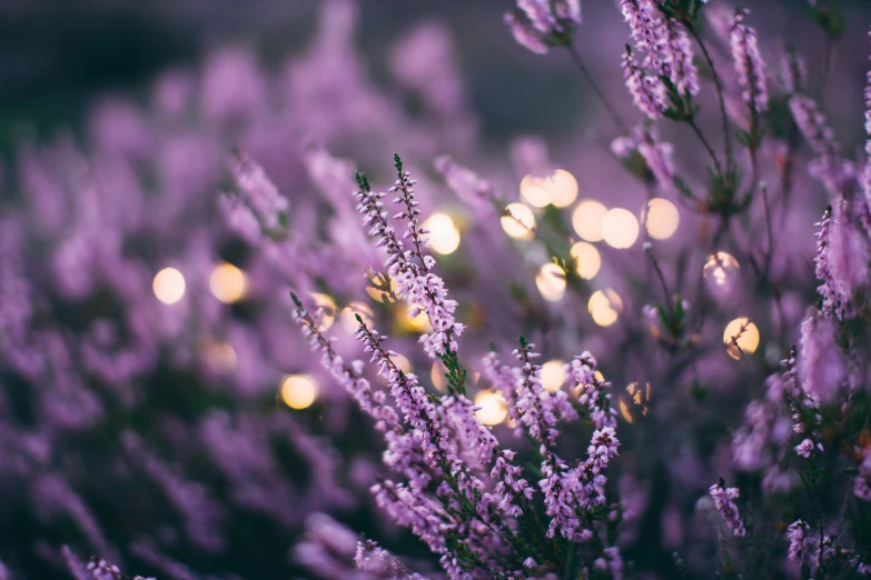 purple and green vegetation are in the sun