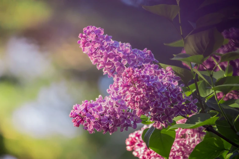 the flowers are blooming with purple blossoms