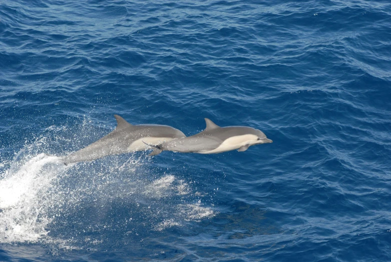 a dolphin leaping out of the water to catch a ball