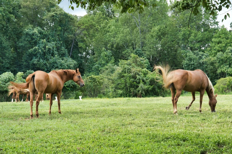 a group of horses grazing in the middle of a grass field