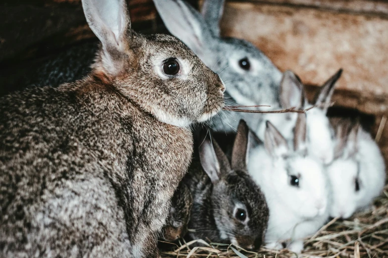 three rabbits in an enclosure with hay