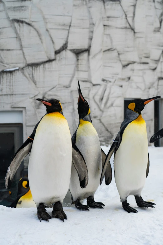 three penguins standing in the snow next to each other