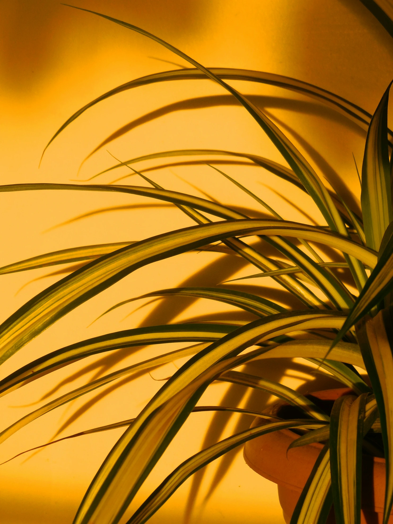 a plant on a desk and a yellow wall