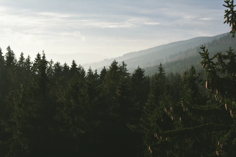 a po of some pine trees and the mountains in the background