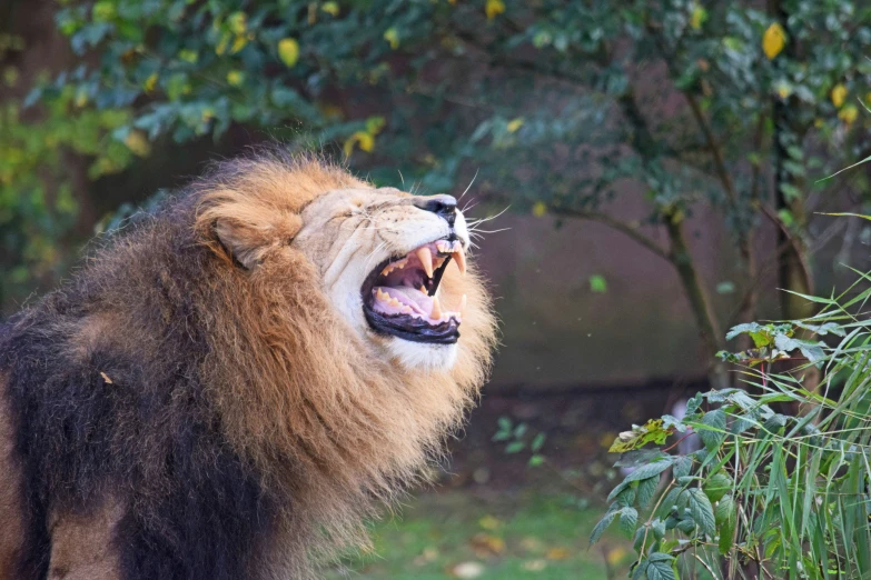 an adult male lion roaring as it's  begins to strike