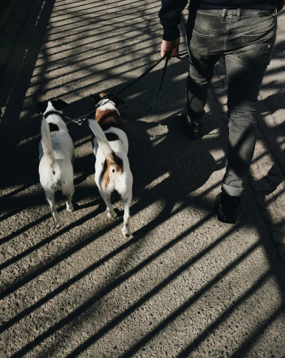 two dogs walking along a leashed leashes that one of them has on the leash