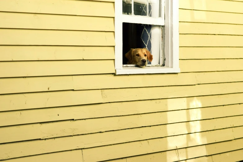 a dog looking out the window of a yellow house