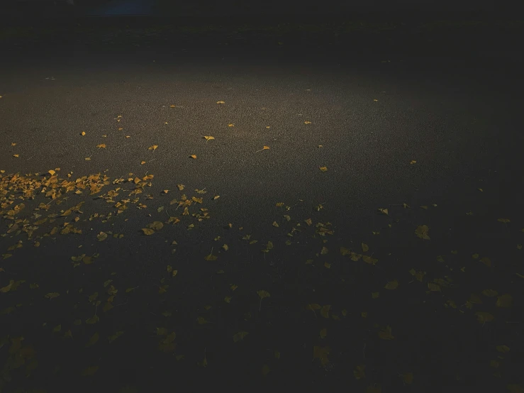 dark po with yellow leaves on the ground