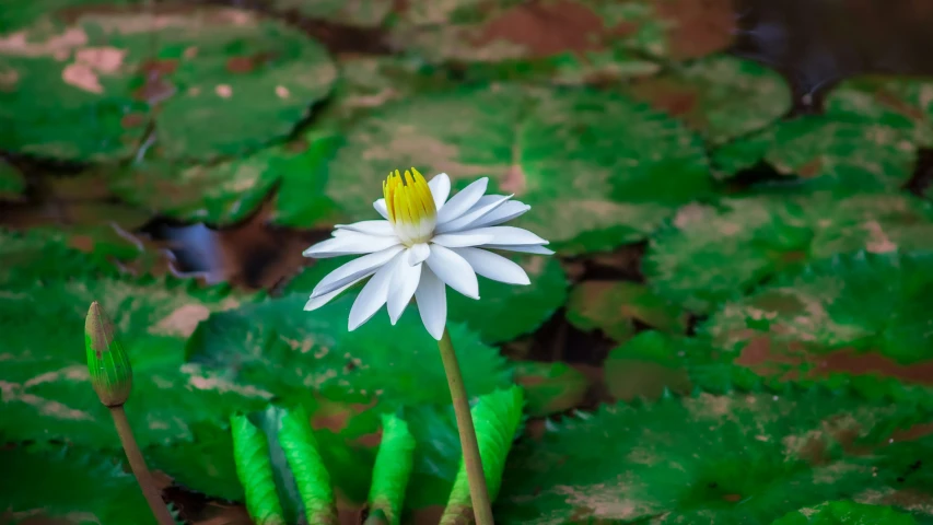 a white flower is seen on some green plants