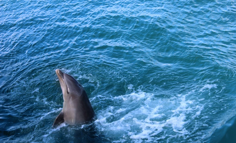 a dolphin is in the water and has its head out