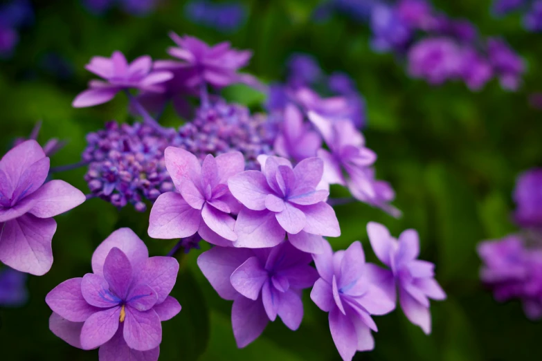 a purple flower is surrounded by green foliage