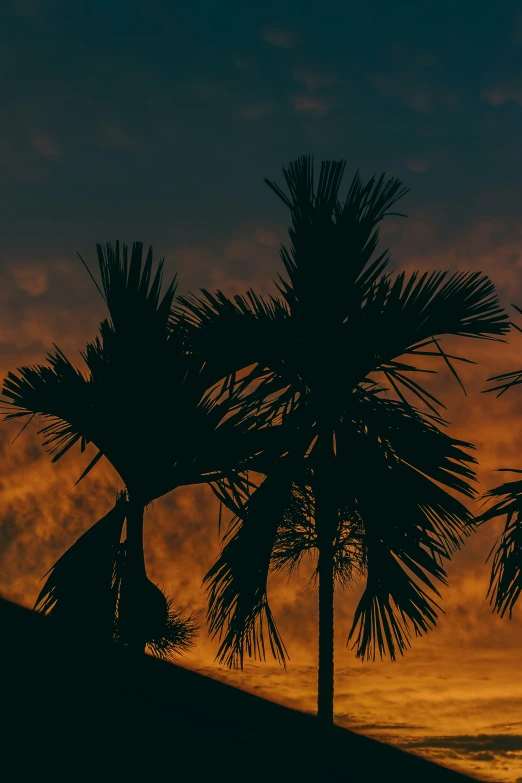 the silhouette of some palm trees with sunset