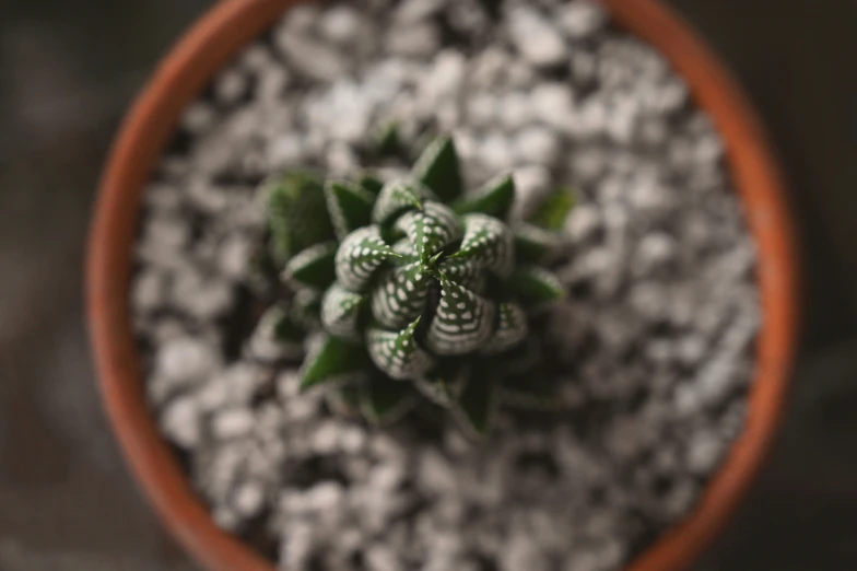 a little potted plant that is sitting in some rocks