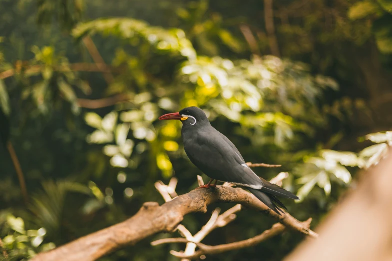 a bird sitting on top of a nch next to forest