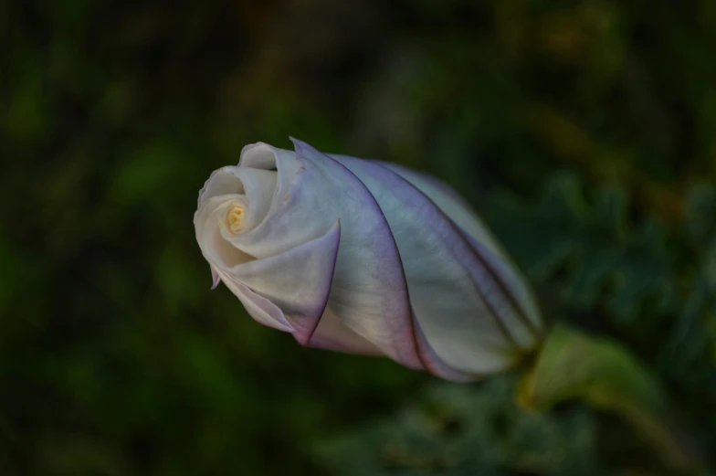 this plant is flowering, very pretty with flowers