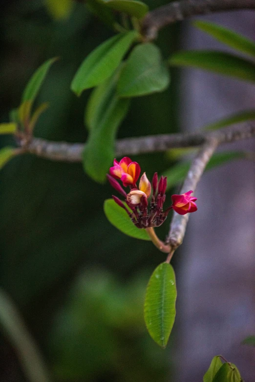 two flowers are on the nch of a tree