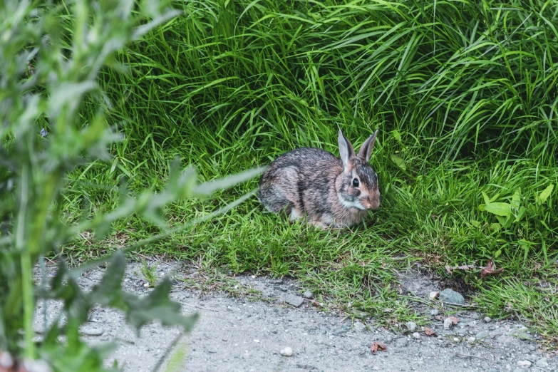 a bunny rabbit sitting on a patch of grass