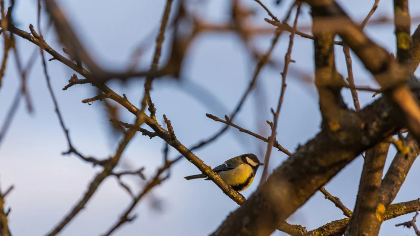 a bird sitting on top of a tree nch