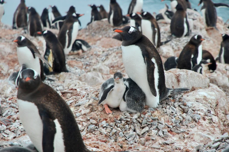 several penguins all lined up on the rocks