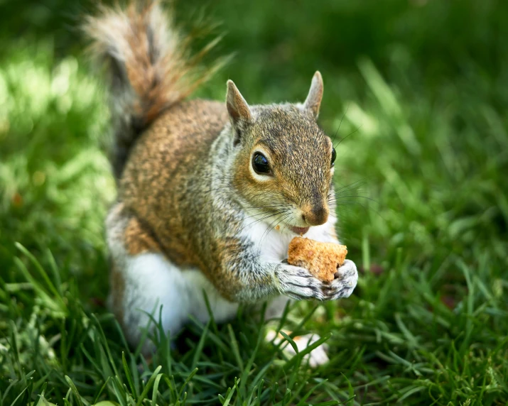 a squirrel is eating soing in the grass