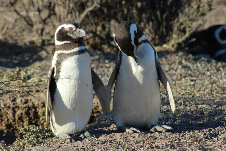 two penguins that are looking at each other