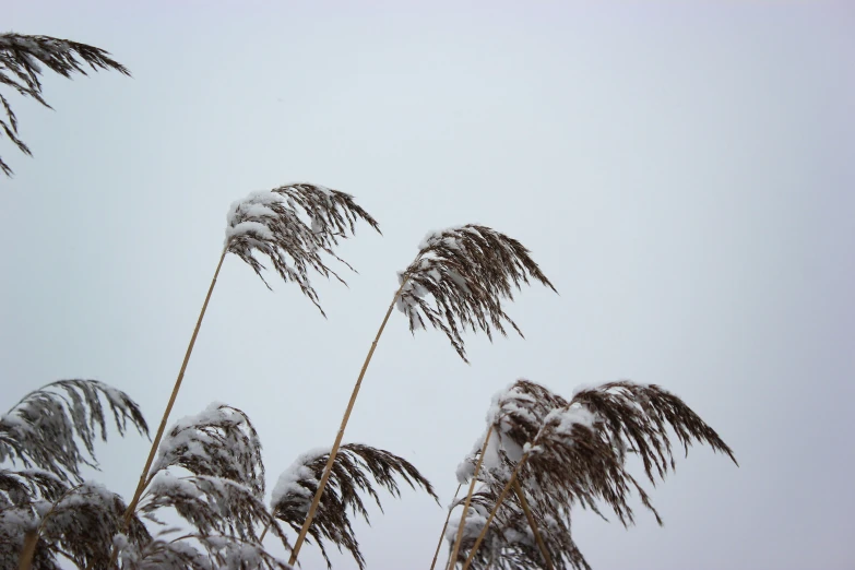 the snow is clinging to the top of a thin tree