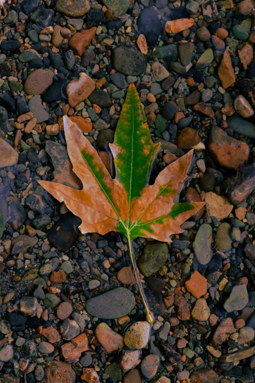 a leaf on the rocks is in view