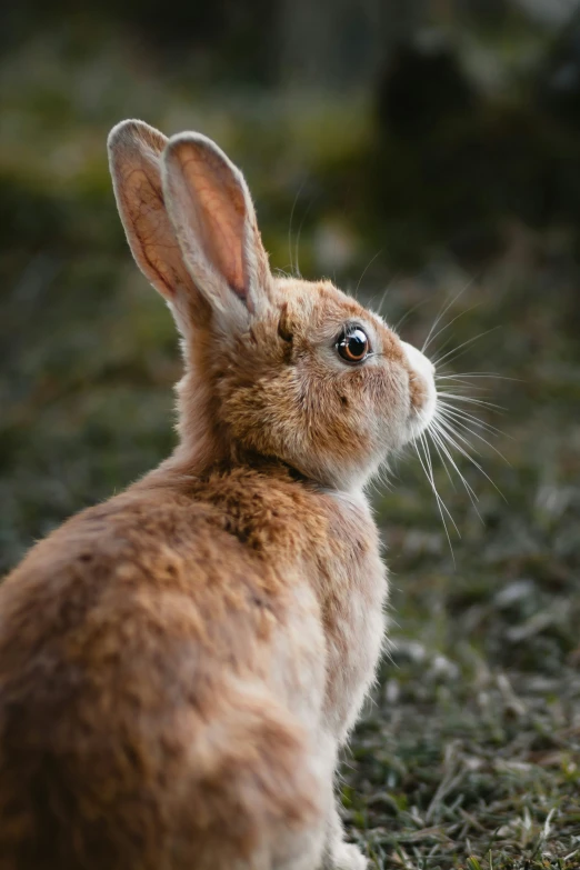 a brown bunny looking upward in the grass