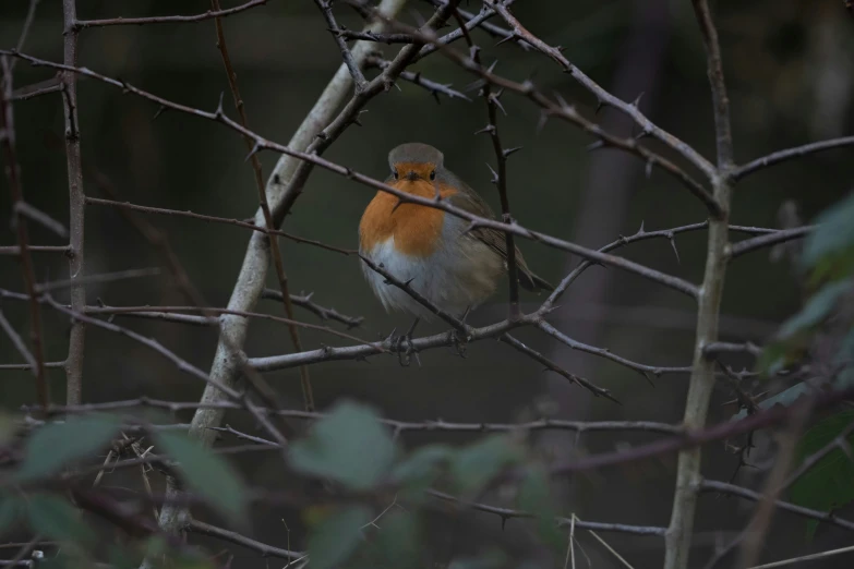 a bird perched on top of a tree nch