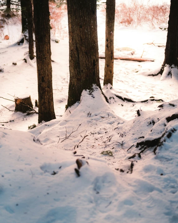 a snow covered park with trees, and a bench