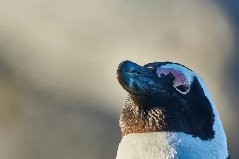 the head of a blue - fronted duck, with an orange beak