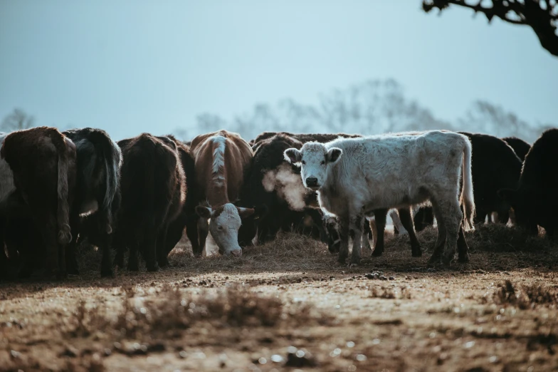 the cows are walking around in the field together