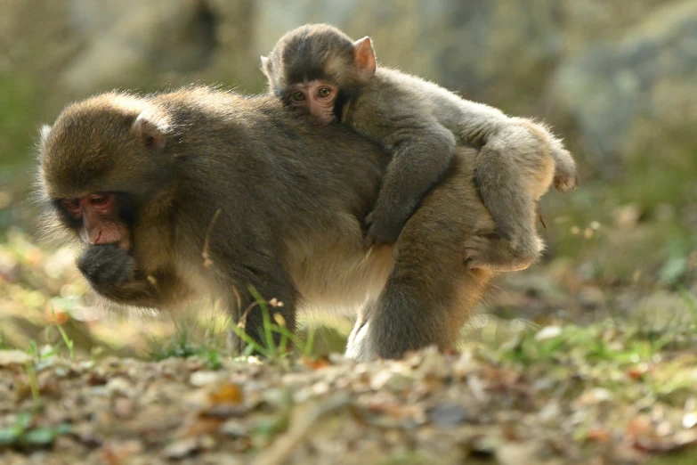 two monkeys carrying on to each other in the wild