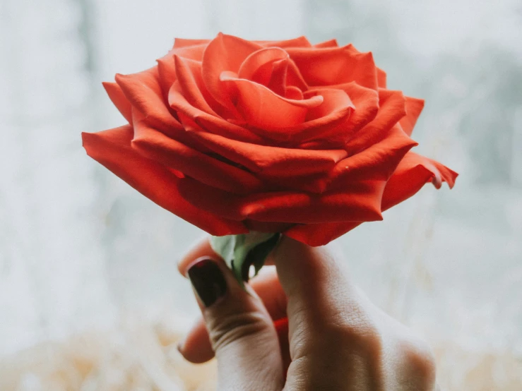 someone holding a rose up to the sky