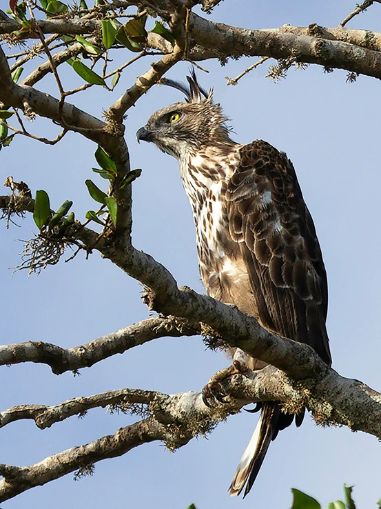 bird on tree nch with leaf in foreground against clear blue sky