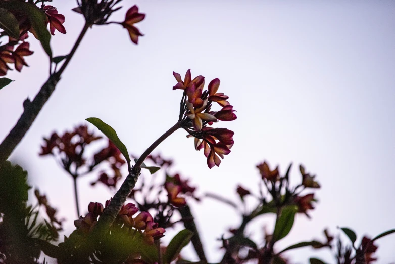 the red flower blooms and green leaves against the sky