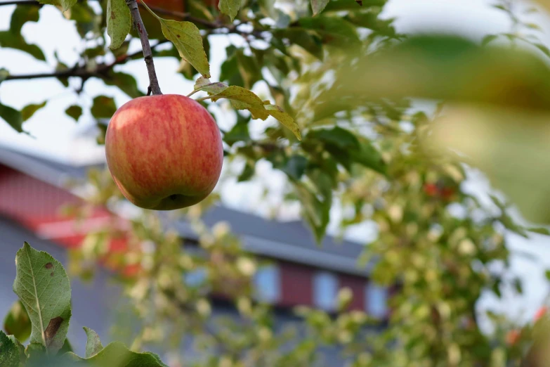 an apple hanging from the tree outside of a barn