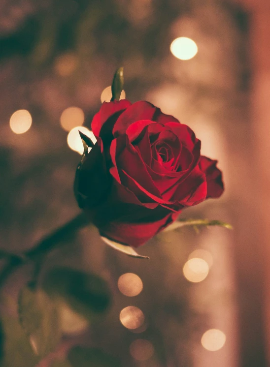 a single red rose that is sitting on a table