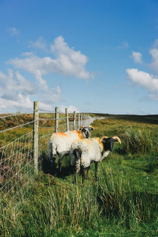 two sheep in a fenced off area grazing on grass