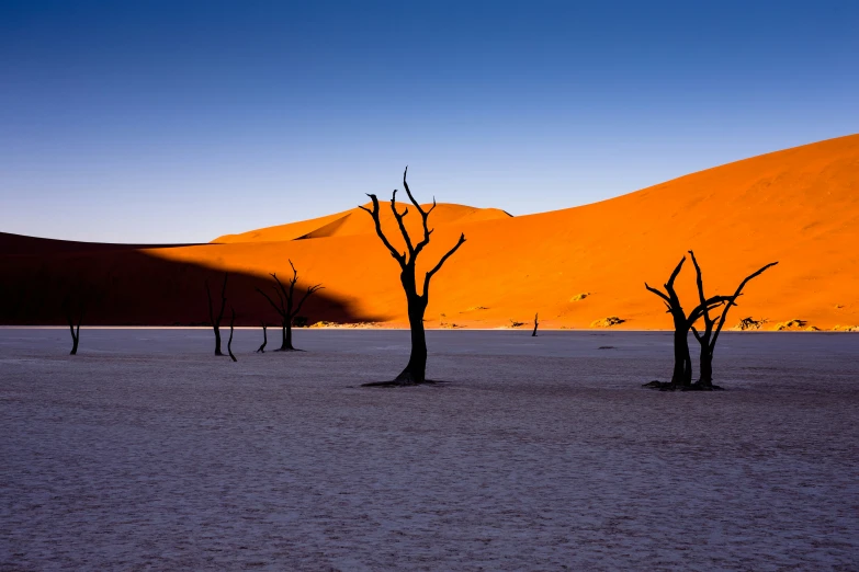 the sun shining on trees that stand in the middle of the desert