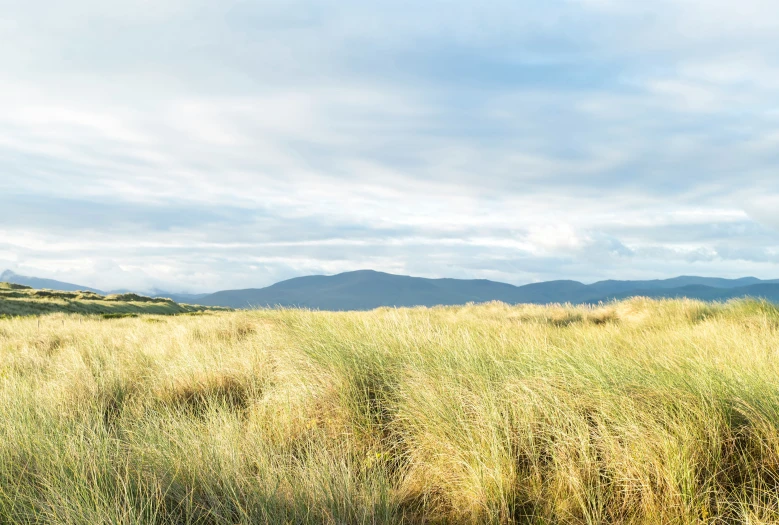 there is an open field with tall grass