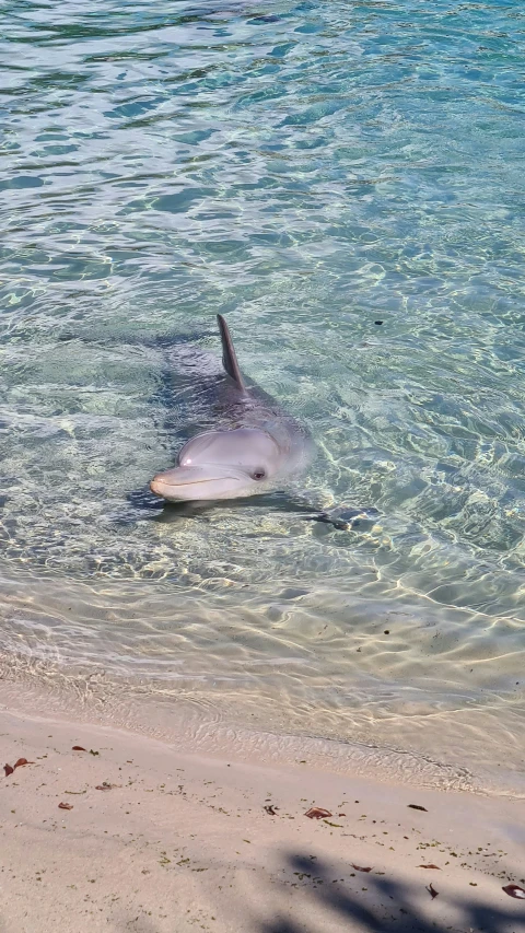 a dolphin is swimming in the clear water