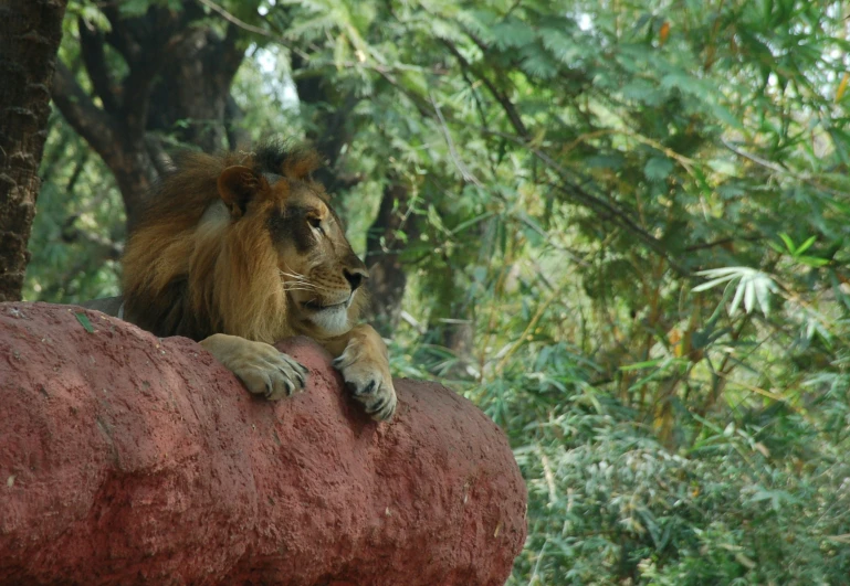 a lion that is laying down on a rock