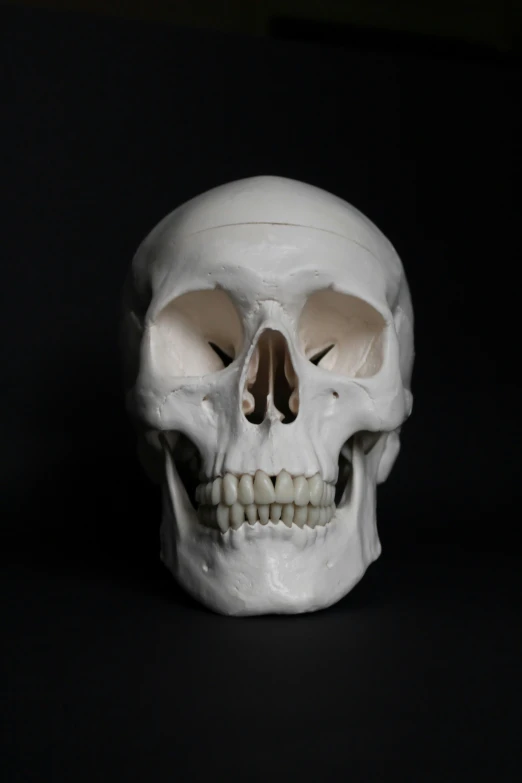 a human skull has one missing side of it's head
