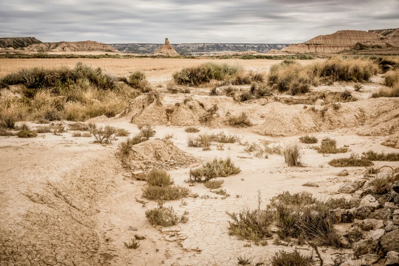 a barren, rocky area with a few trees