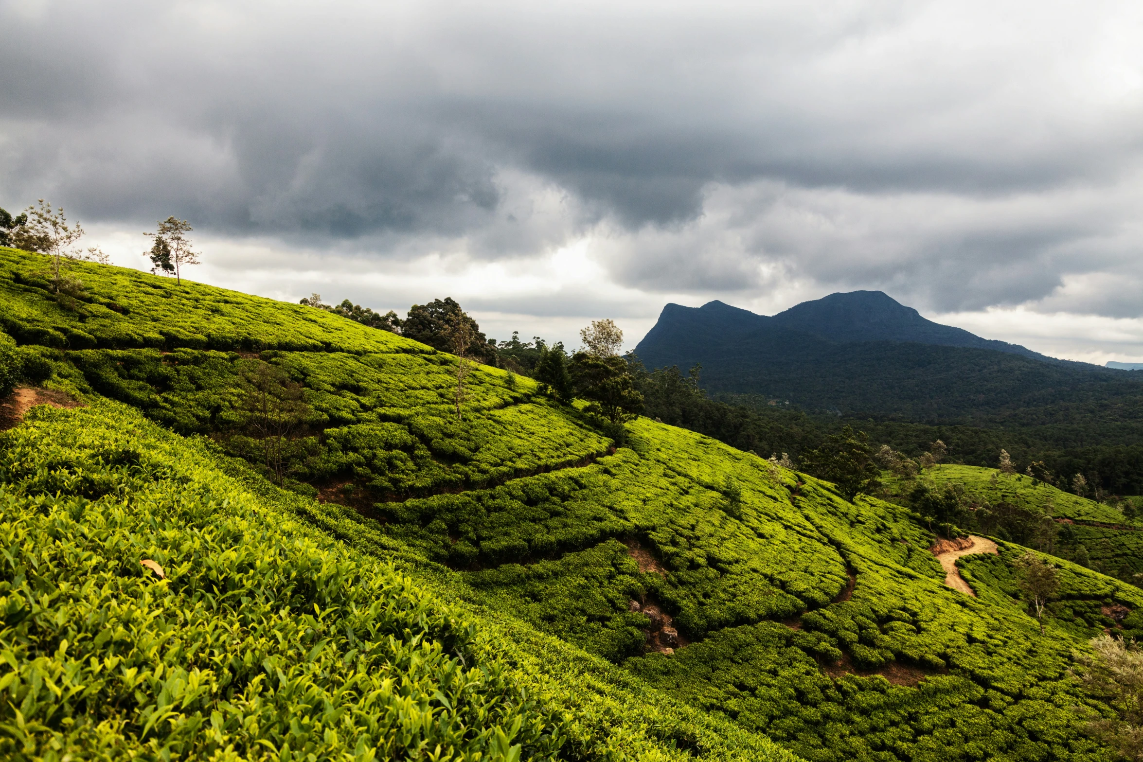 view of tea bushes along the mountains on cloudy day