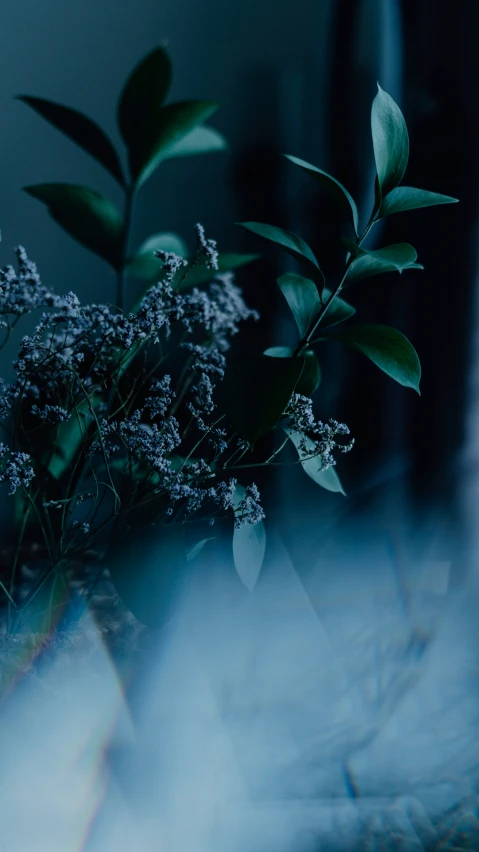 a close up of some flowers sitting on a table