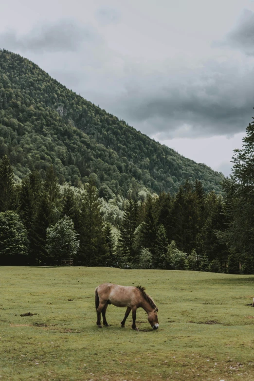 a horse grazing in an open field near mountains